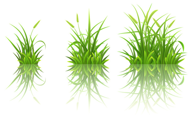 Green grass set - Vector, Image