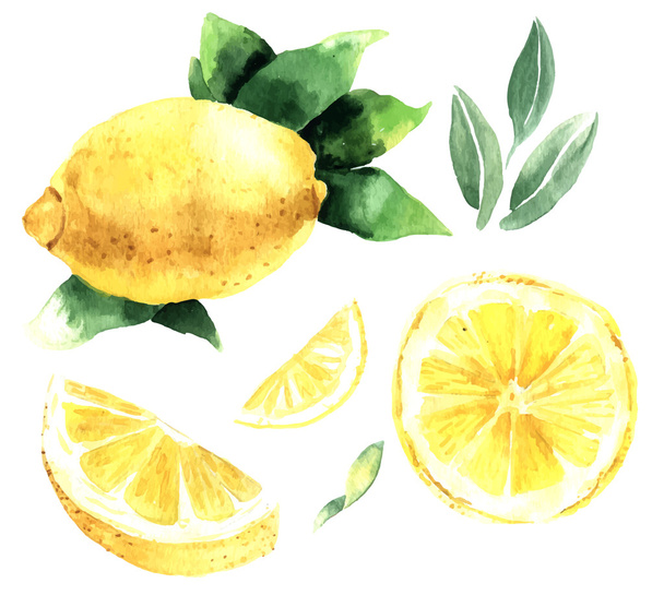 Watercolor set of lemons. Lemon segments, juicy lemon. Vector il - ベクター画像