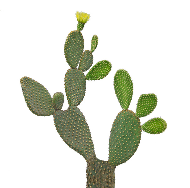 Opuntia cactus isolé sur fond blanc
 - Photo, image
