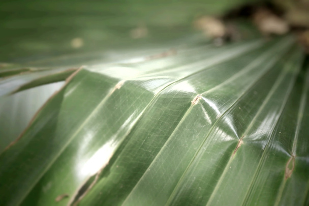 feuilles vertes fond - Photo, image