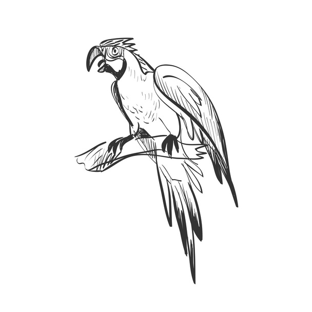 doodle parrot - Вектор,изображение