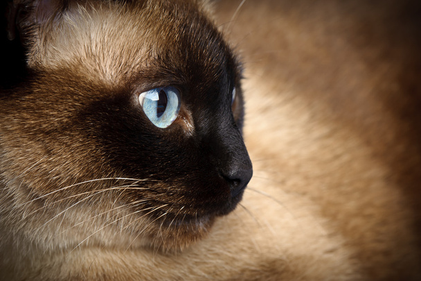 closeup siamská kočka - Fotografie, Obrázek