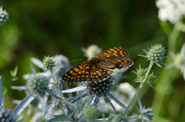 Açık kanatlı kelebek - Fotoğraf, Görsel