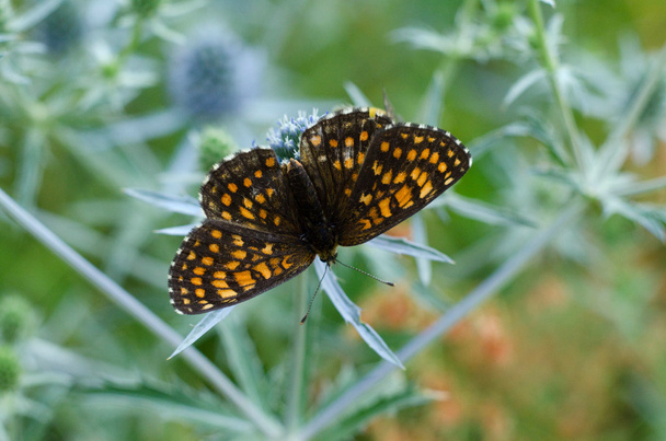 met open vleugels Butterfly - Foto, afbeelding