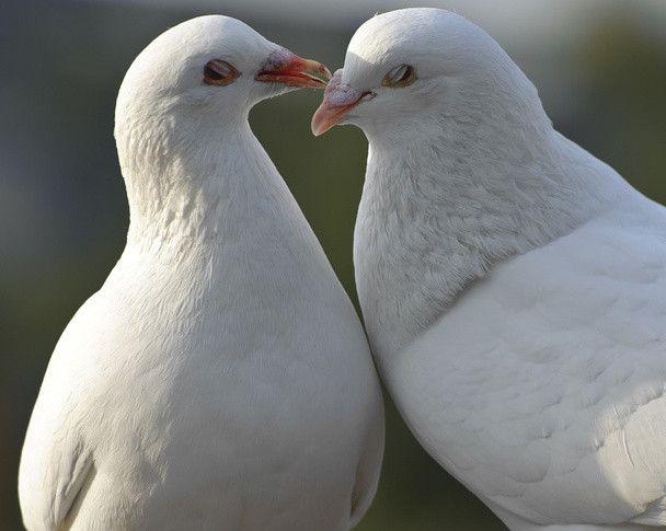 Two loving white doves - Photo, image