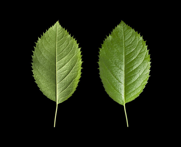 feuilles vertes isolées - Photo, image