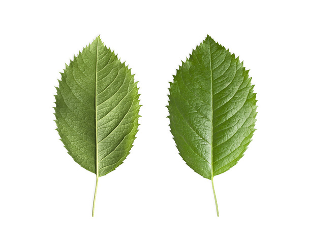 grüne Blätter isoliert - Foto, Bild