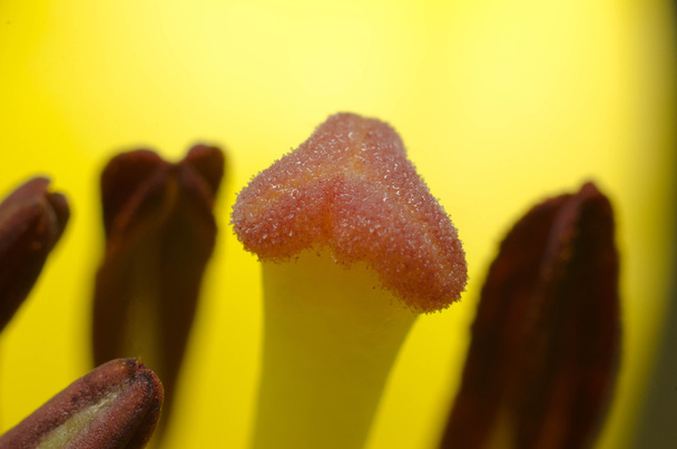 żółtą lilię w ogrodzie - Zdjęcie, obraz