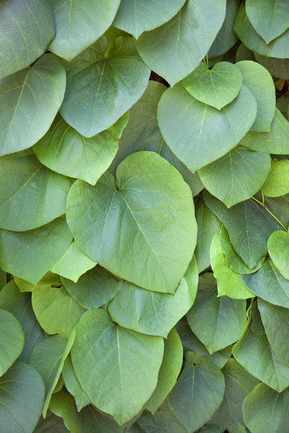 Mur de feuilles dans un parc
 - Photo, image