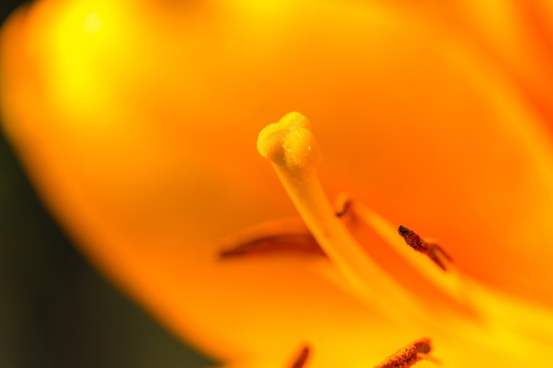 Növekszik a kert gyönyörű liliom - Fotó, kép