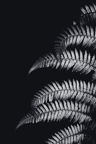 Silver fern leaf in black and white - 写真・画像
