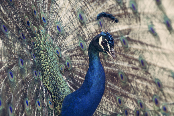 Portrait of beautiful peacock with feathers out - Fotó, kép