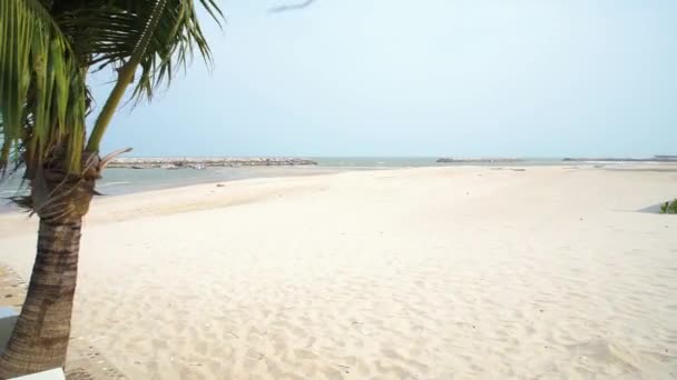 Playa de arena blanca con fuerte viento y cocoteros como primer plano
 - Metraje, vídeo