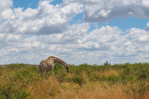Zsiráf, Pilanesberg nemzeti park. Dél-Afrika. - Fotó, kép
