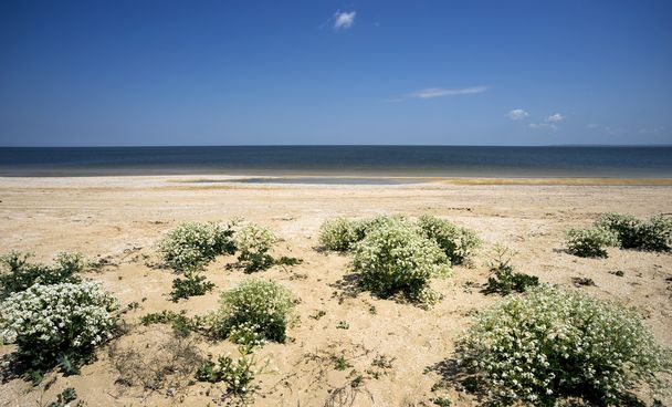 Katran floreciente en una playa salvaje del mar de Azov. Crimea
 - Foto, Imagen