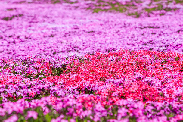 Τοπίο με ροζ λουλούδια στο βουνό, Takinoue, Hokkaido  - Φωτογραφία, εικόνα