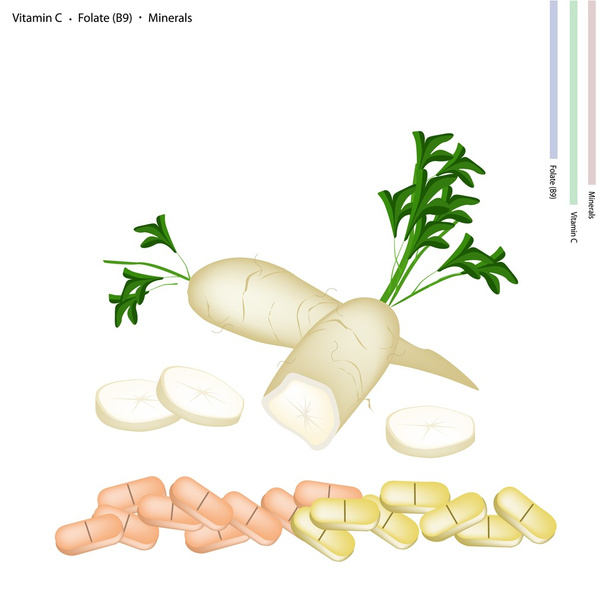 Daikon Radish with Vitamin C, B9 and Minerals - Vector, Image
