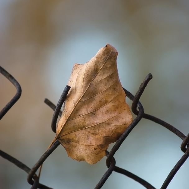 Fallen yellow autumn linden limetree leaf caught on rusty wire mesh fence, large detailed macro closeup, solitude concept metaphor, gentle bokeh - Photo, image