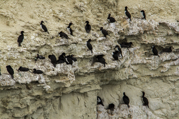 Black neck cormorant - Photo, Image