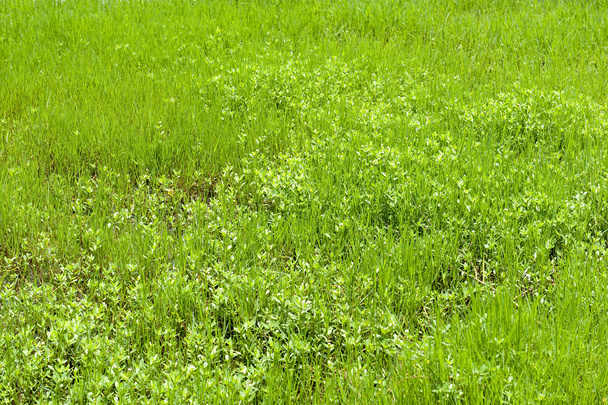 Свежий зелёный газон
 - Фото, изображение