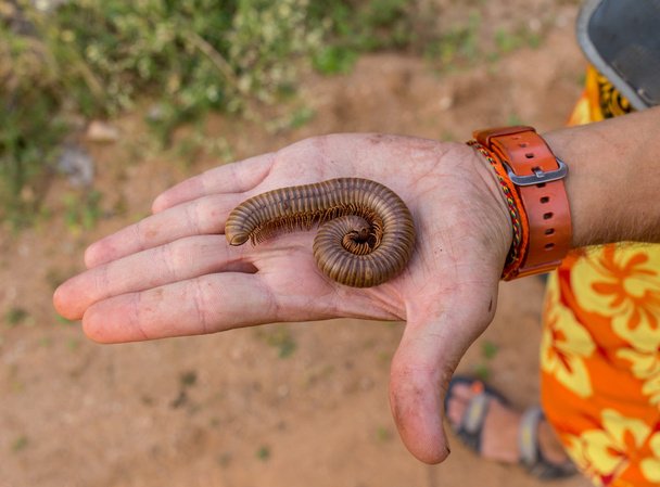 Image of grub worms in the human hand. - Photo, Image