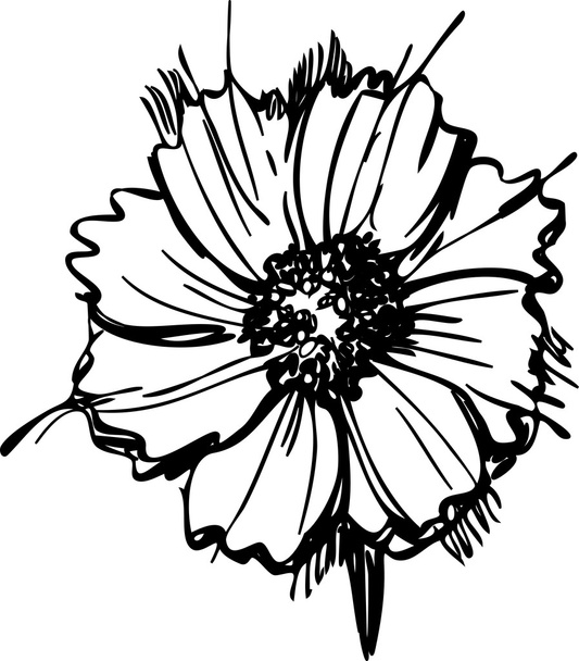 Sketch wild flower resembling a daisy - Vettoriali, immagini