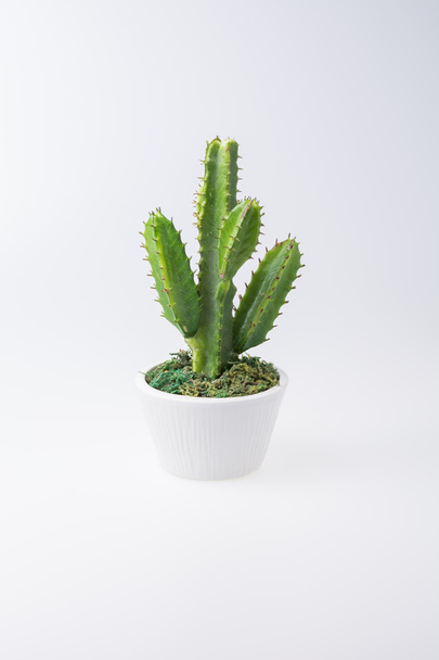Cactus - Valokuva, kuva