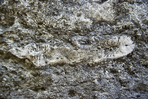 Zkameněliny ve vápencové skále - Fotografie, Obrázek