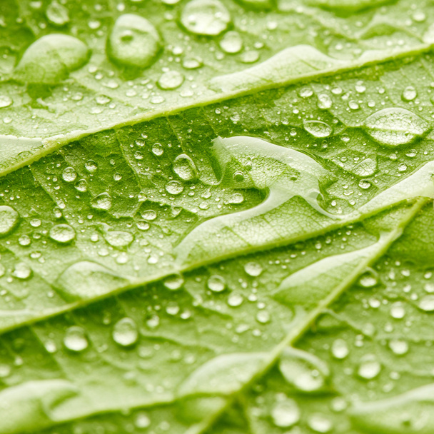 Leaf with drops of water - Photo, Image