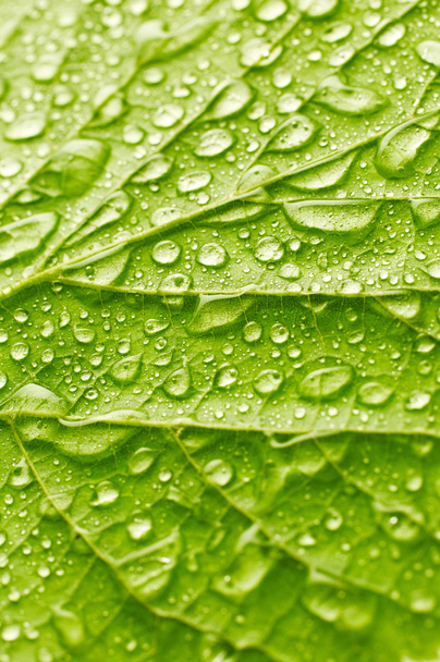 Green leaf with drops of water - 写真・画像