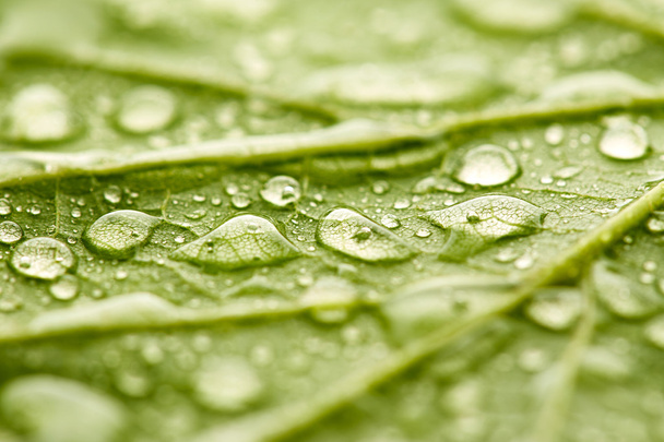 Зеленый лист с капельками воды - Фото, изображение