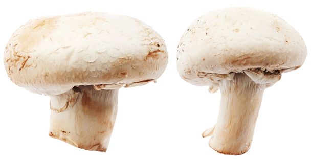 Champignon mushrooms - Photo, Image