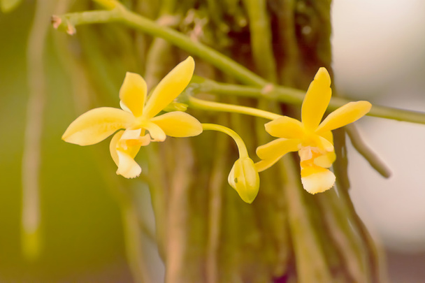 Phalaenopsis cornu-cervi - Fotó, kép