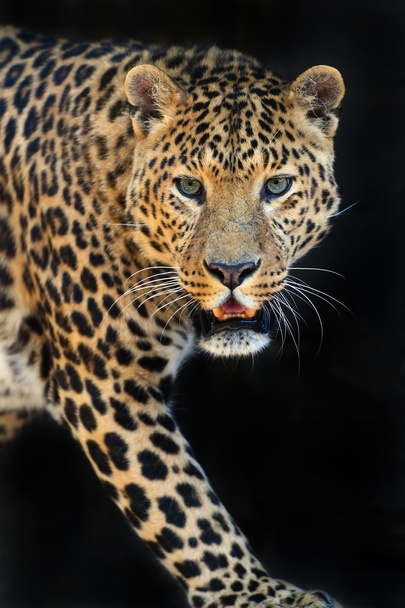 λεοπάρδαλη - Φωτογραφία, εικόνα