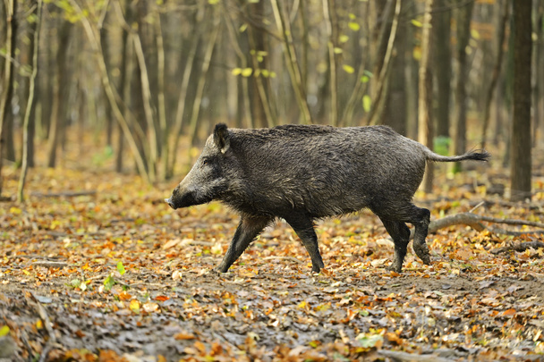 Yaban domuzu - Fotoğraf, Görsel