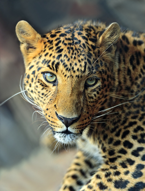 leopardo - Foto, Imagem