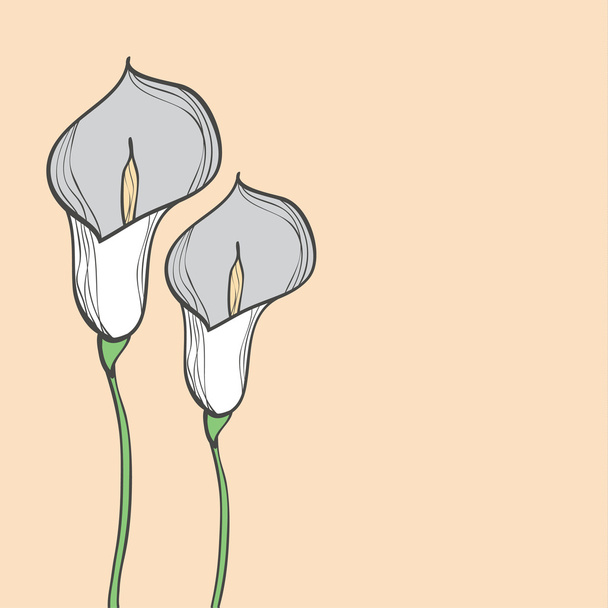 Calla flower - Vector, Image