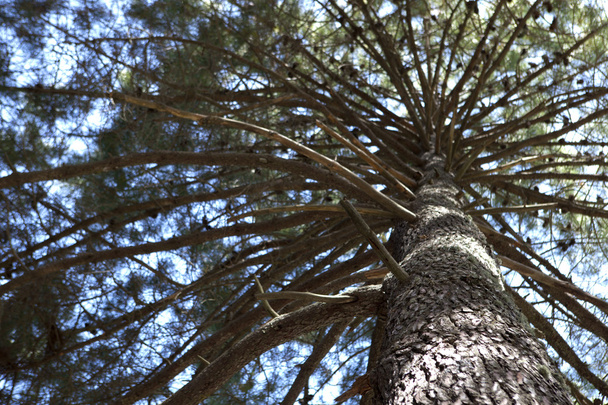 Majestic pine tree - Foto, immagini