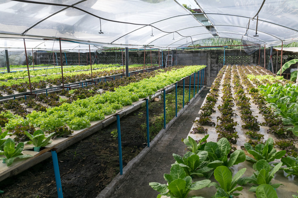 Hydroponic vegetables growing in greenhouse  - Photo, Image