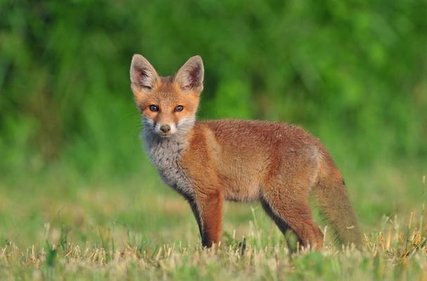 Red fox cub - Foto, afbeelding