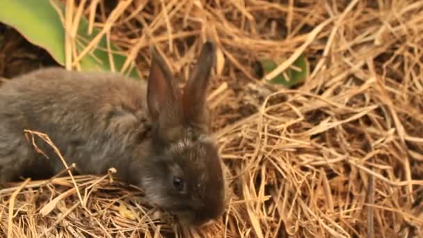 rabbit on a green lawn Stock - Séquence, vidéo