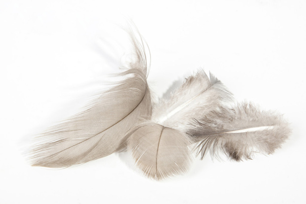 Cuatro plumas de textura fina de luz esponjosa en blanco
 - Foto, Imagen