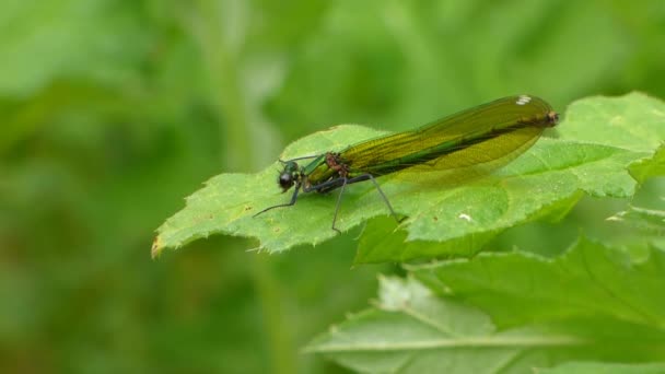 Dragonfly on leaf - Filmati, video