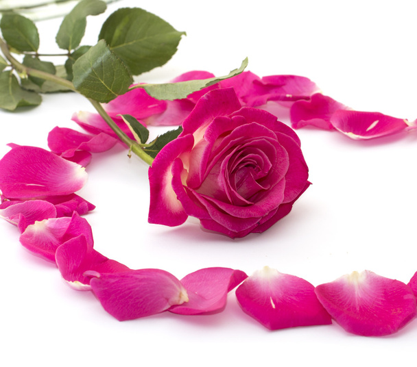 Rosa escarlata en el centro del círculo de los lóbulos de rosas
 - Foto, Imagen