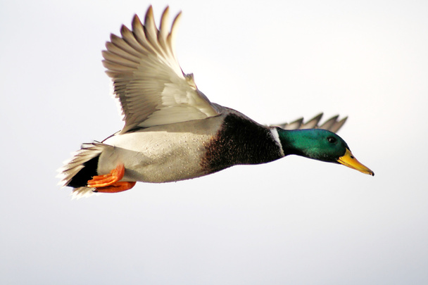 Mallard Duck Flying Free - Foto, afbeelding