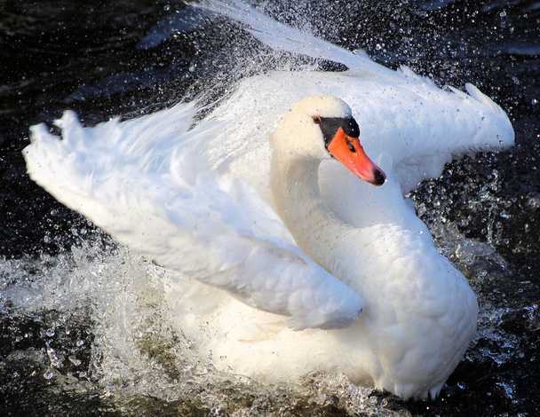 Beautiful Swan - Photo, Image