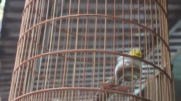 bird in cage - Filmati, video