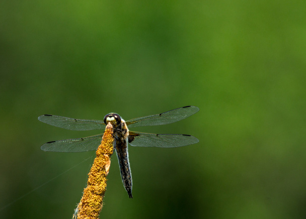 Sudenkorento kasvissa - Valokuva, kuva