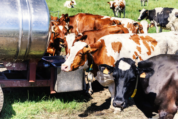 Herd of cows drinking water - Foto, Imagen