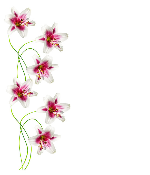 lilie květiny izolované na bílém pozadí - Fotografie, Obrázek